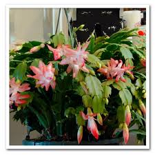 Christmas Cactus Sugar Creek Gardens Garden Center Plant Nursery And Online Plant Shop In St Louis
