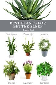 Best Indoor Plants To Help You Sleep Plants Best Indoor Plants Cool Plants