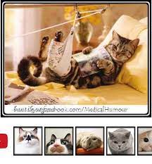 smeshnye koshechki i zabavnye koty foto cats hairballs pinterest 1 koty aristokraty 2 sfinksy 3 voiteli 4 porody kotov 5 koty koty aristokraty kot koshechka