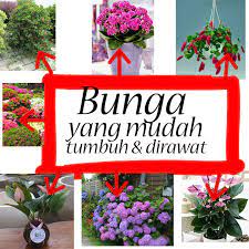 Check spelling or type a new query. Bunga Yang Gampang Hidup Mudah Dirawat Oleh Pemula