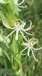 Image result for Habenaria chirensis