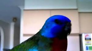 Most Beautiful Bird Splendid Grass Parakeet Scarlet Chested Parrot Youtube