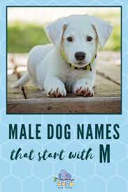 Male Dog Names M Dog Names Best Dog Names Cute Names For Dogs