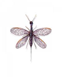 Image result for Raphidiocystis