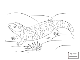Beaded lizard and gila monster coloring page. Beaded Lizard And Gila Monster Coloring Page Free Coloring Library
