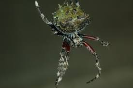 Image result for Micractis