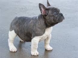 Black And Brown Brindle French Bulldog Pin By Susan Summers On Bulldog Squishy S French Bulldog Puppies Cute Animals Bulldog Puppies