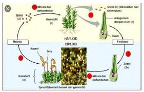 Identifikasikan perbedaan metagenesis pada tumbuhan lumut dan paku dengan membandingkan skema metagenesis tumbuhan lumt dan paku. Setelah Kalian Mempelajari Materi Tentang Tumbuhan