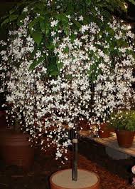 Image result for Clerodendrum