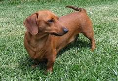 I think, i have, the best little mother dachshunds in the whole wide world. North Alabama Dachshund Friends Home Facebook