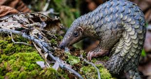 Последние твиты от pangolin (@pangolindex). World Pangolin Day 2021 Saving The World S Most Trafficked Animal Ifaw