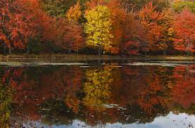 The landscape of new england is diverse, featuring rugged mountains, fertile farmland, and jagged marine coastlines, the product of retreating ice sheets roughly. 11 Best Trees To Plant For New England Style Foliage Gardenista
