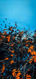 Fall Colored Autumn Leaves Wallpapers For Iphone Autumn Leaves Wallpaper Leaves Wallpaper Iphone Iphone Wallpaper Fall