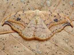 Image result for Dissotis falcipila