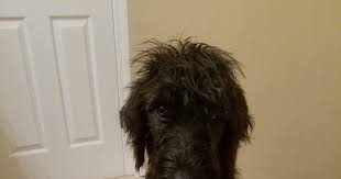 By mary foster january 31, 2020, 8:16 pm updated january 31, 2020, 8:20 pm. Irish Wolfhound Poodle Mix Temperament Size Adoption Lifespan Price