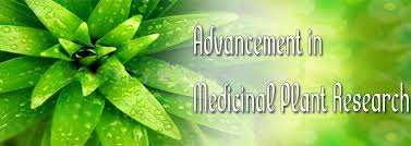 Image result for Elionurus platypus