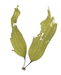 Image result for Isolepis costata