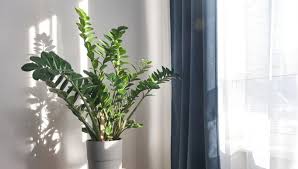 Image result for Zamiokulkas Zamioculcas
