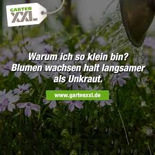 Gartenspruch Warum Ich So Klein Bin Blumen Wachsen Halt Langsamer Als Unkraut Mehr Spruche Bei Gartenxxl Gartenspruche Unkraut Spruche