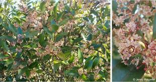 Image result for Pterocelastrus