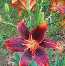 Margaret Terwilliger