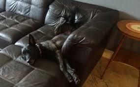 14 cool teen bedroom ideas. Do You Think He S Comfortable Dutch Shepherd Forum