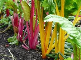 Harvesting Chard How And When To Harvest Swiss Chard Plants Easy Vegetables To Grow Growing Swiss Chard Garden Plants Vegetable