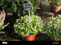 Image result for Exacum zombense