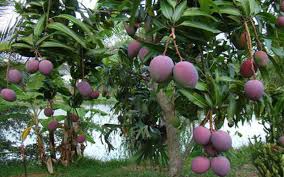 Tropical fruits are fruits native to the tropics. Tropical Fruit Trees Mangos