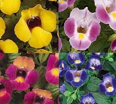 New 20 Torenia Wishbone Flower Seeds Mix Annual Flower Seeds Plants Annual Flowers