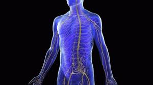 The central nervous system or cns include the brain and spinal cord. How The Nervous System Controls Balance Lerner Chiropractic