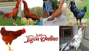 Arena panggang ep4 vicha dipanggang bertubi tubi. Arena Panggang Warna Live Ini Warna Bulu Ayam Aduan Yang Paling Dicari Saksikan Gelagat Mereka Yang Pasti Menghiburkan Anda Sekeluarga Prii Bumii