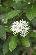 Image result for Ixora phellopus