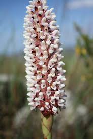 Image result for Olinia chimanimani