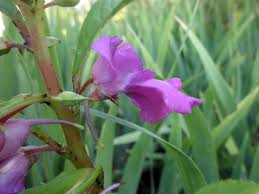 Image result for Balsaminaceae