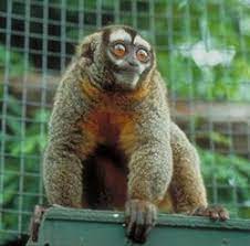 Owl Monkey Aka Peruvian Night Monkey Primates Owl Cute Animals