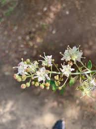Image result for Lawsonia inermis