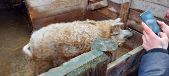 Maybe you would like to learn more about one of these? Porci De Carne Din Rasa Mangalita Startseite Facebook