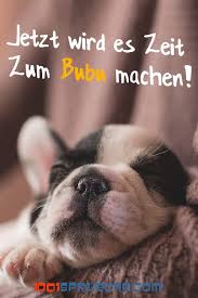 Guten Nacht 49 Bilder Fur Mein Schatz Lustig 2019 Hundeschule Gute Nacht Franzosische Bulldoggenwelpen