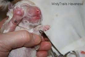 First and second stages of labor. Whelping An Almost Text Book Case Dam In Labor Having Puppies 3 Raising Puppies