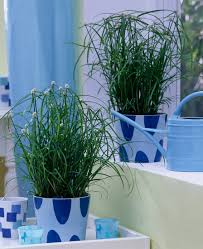 Image result for Kyllinga alba