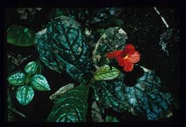 Image result for Gesneriaceae