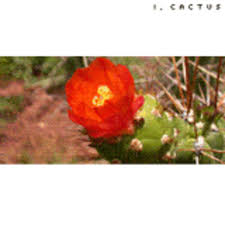 Cactus — rockout, whatever your feel like (one way. I Cactus I Cactus 8bp033 I Cactus Free Download Borrow And Streaming Internet Archive
