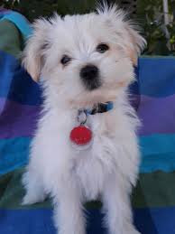 Both types of collie will have a double coat that requires regular grooming. Collie Puppies For Sale In Pittsburgh Pa The Y Guide