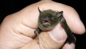 Image result for Bat Bite