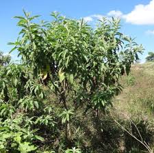 Image result for Blumea