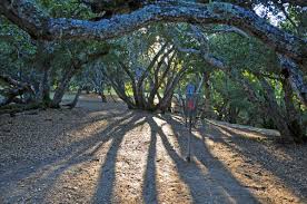 Golf was featured in the summer olympic games official programme in 1900 and 1904.at the ioc session in copenhagen in october 2009, the ioc decided to reinstate this event for the 2016 summer olympics. Inside The Disc Golf Shutdown And What Might Be Next Ultiworld Disc Golf