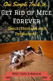 Here Are The Ultimate Instructions On How To Get Rid Of Mice I Ll Show You How To Use A Natural Mouse R Getting Rid Of Mice Mice Repellent Getting Rid Of