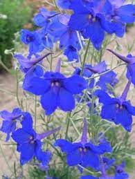 Delphinium Blue Butterfly Bluestone Perennials Delphinium Delphinium Grandiflorum Flowers Perennials