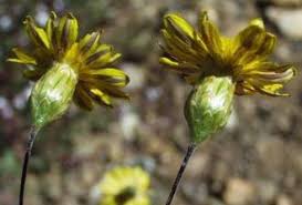 Image result for Leysera tenella